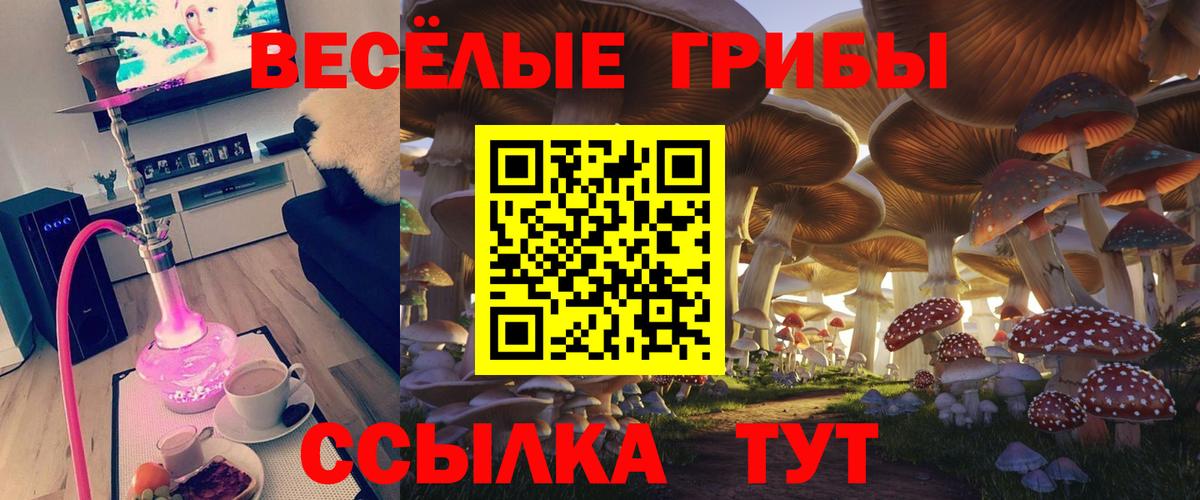 Галлюциногенные грибы Psilocybine cubensis Нижний Новгород